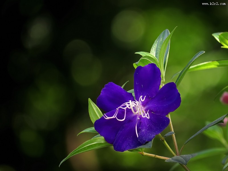 巴西野牡丹图片