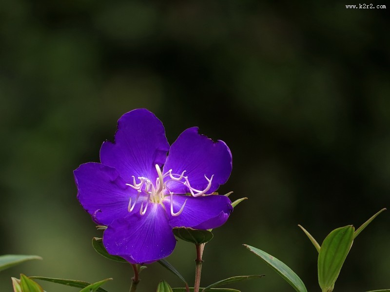 巴西野牡丹图片