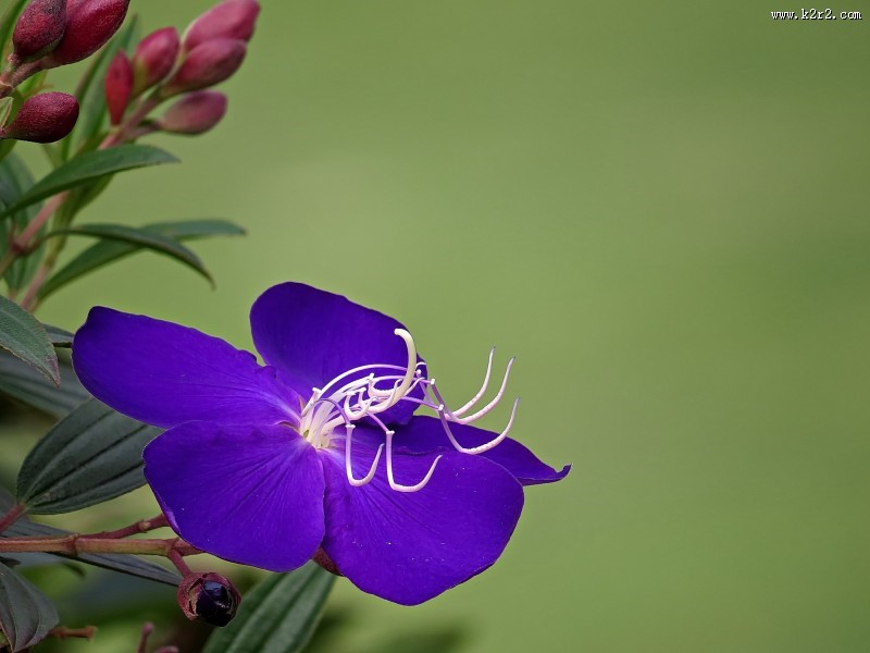 巴西野牡丹图片