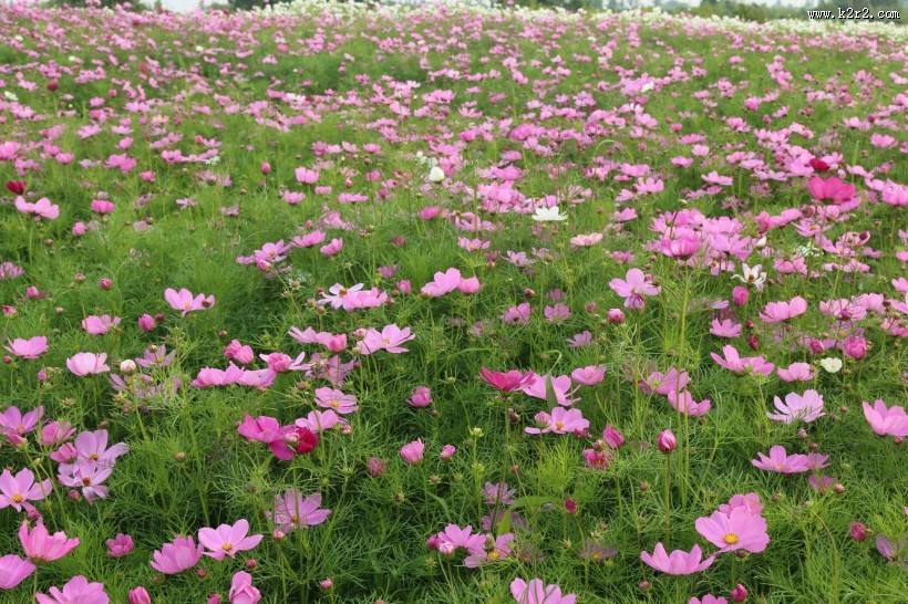 波斯菊图片大全