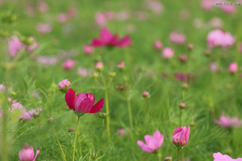 波斯菊图片大全