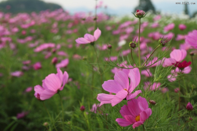 波斯菊图片大全
