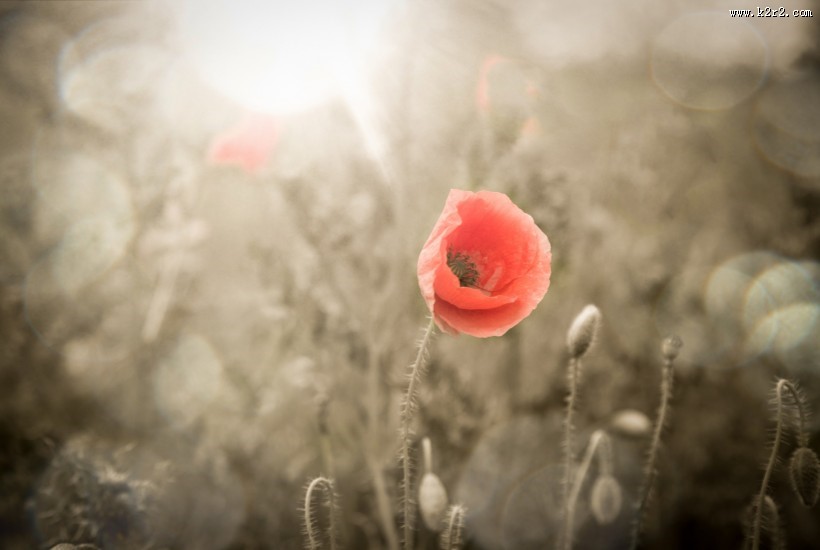 唯美的罂粟花图片大全