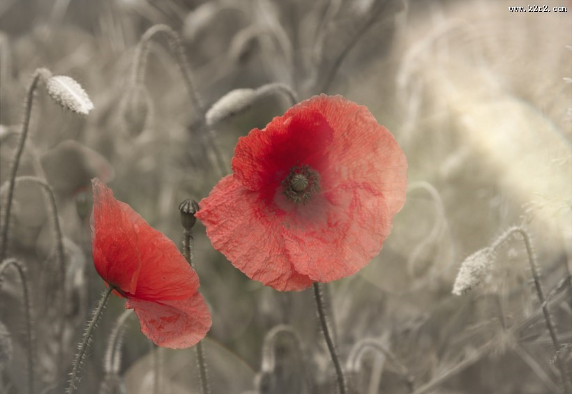 唯美的罂粟花图片大全