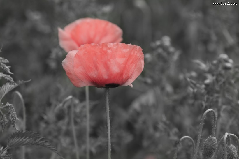 唯美的罂粟花图片大全