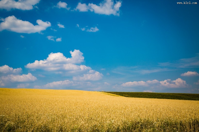 蓝色天空下金黄色的麦田图片