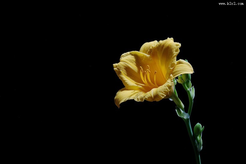 金娃娃萱草图片