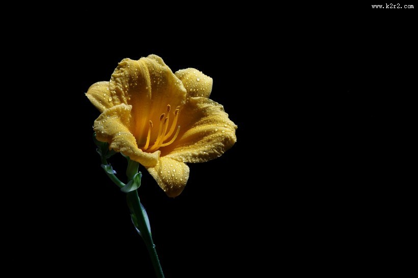 金娃娃萱草图片