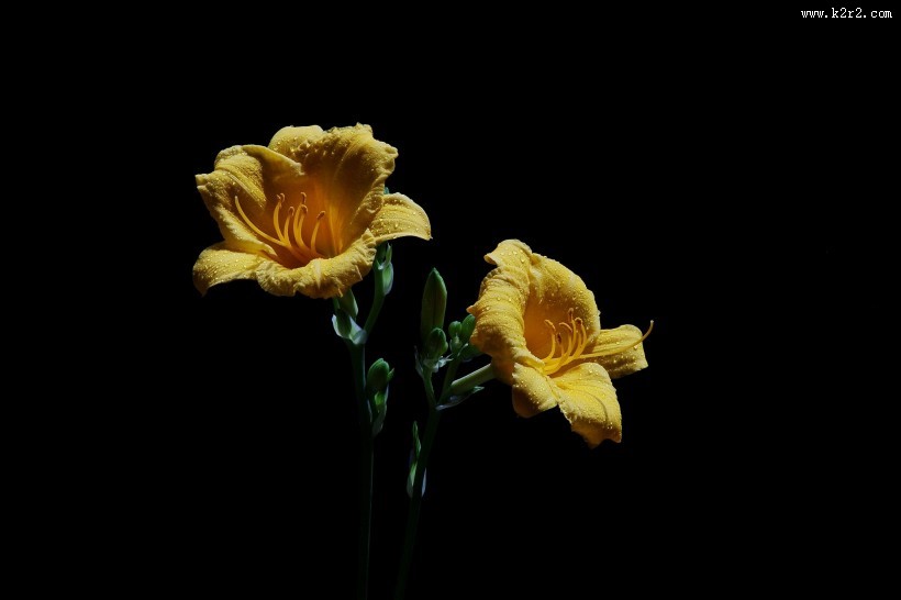 金娃娃萱草图片