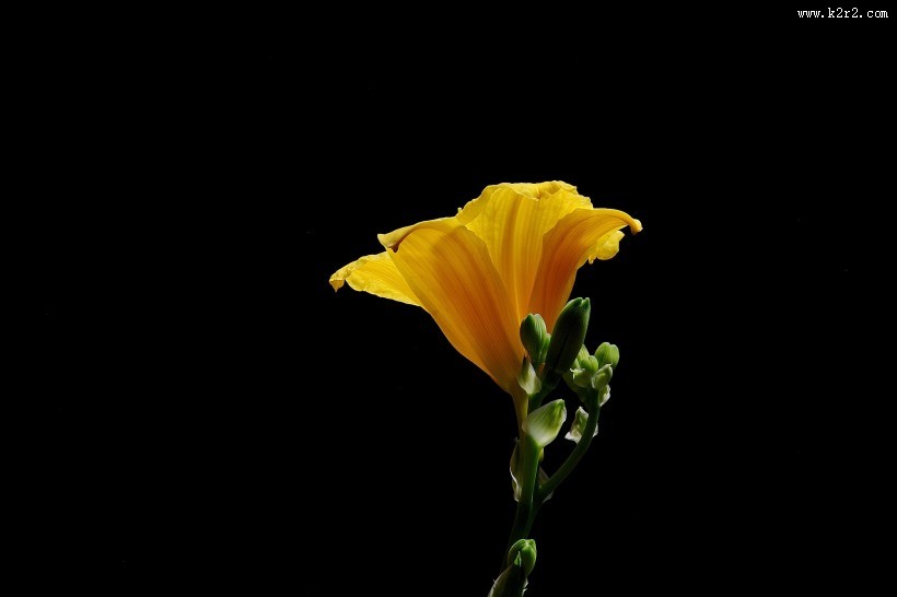 金娃娃萱草图片