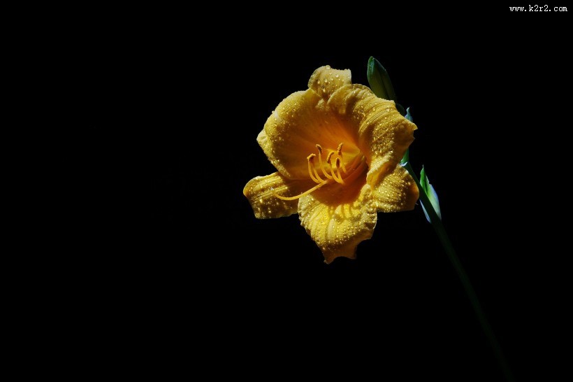 金娃娃萱草图片