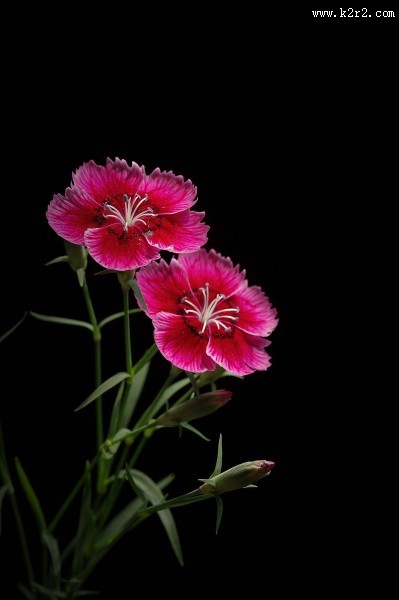石竹花图片