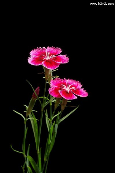 石竹花图片