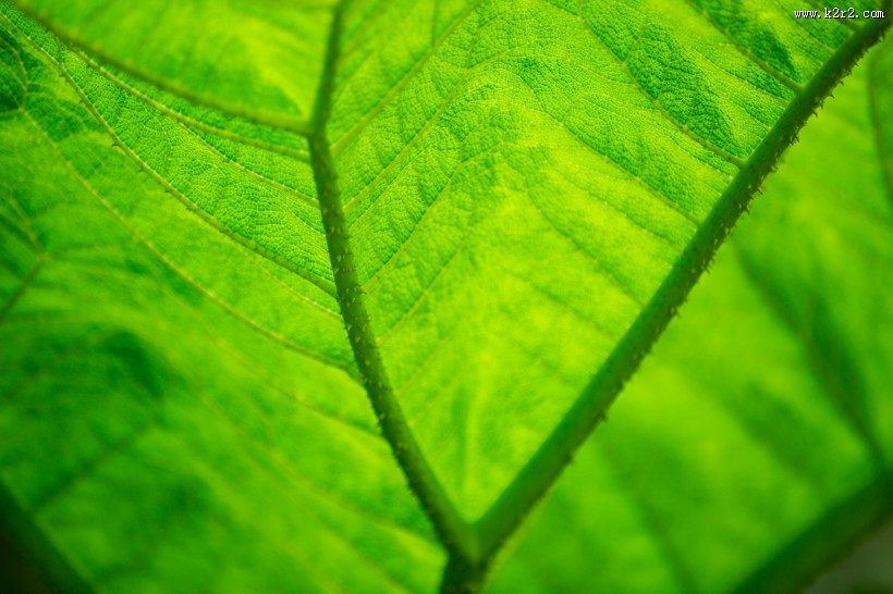 绿色的叶子叶脉图片