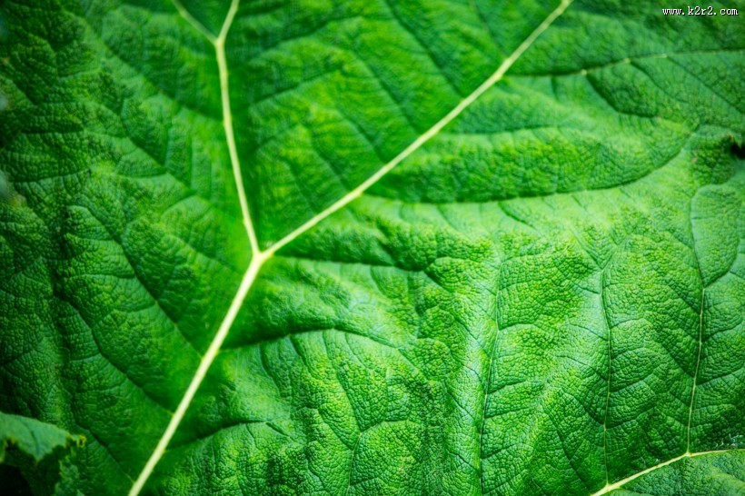 绿色的叶子叶脉图片