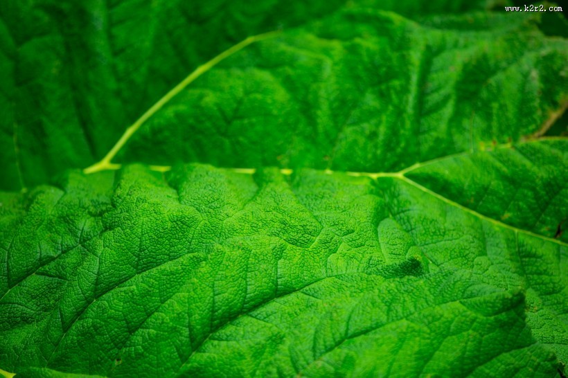 绿色的叶子叶脉图片
