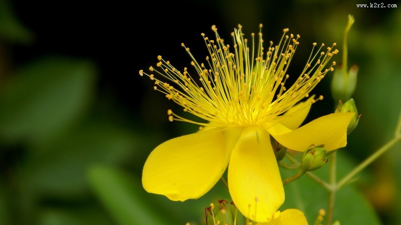 金丝桃图片大全