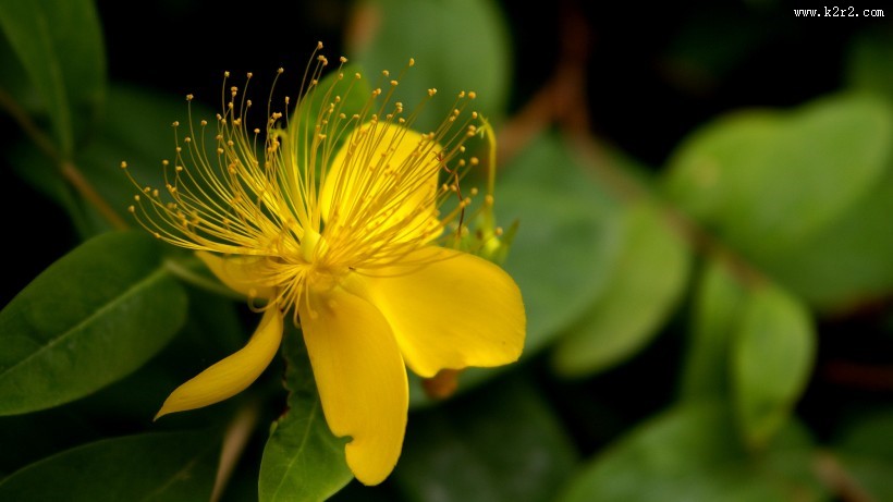 金丝桃图片大全