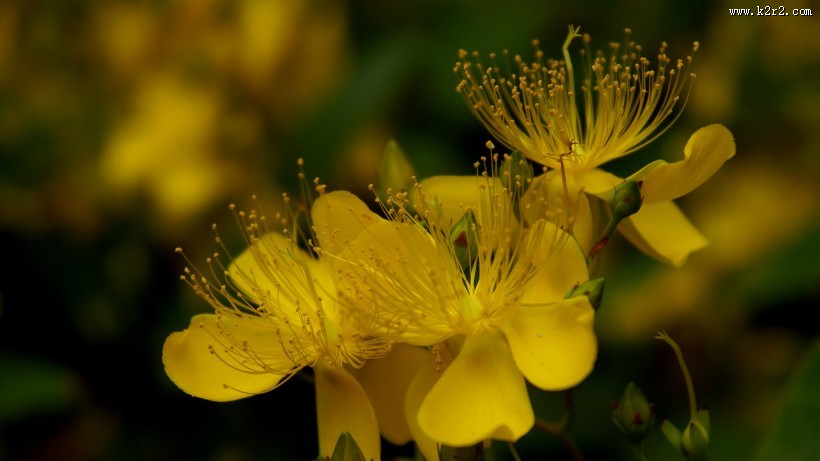 金丝桃图片大全