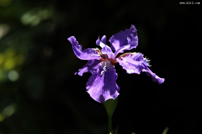 紫色鸢尾花图片