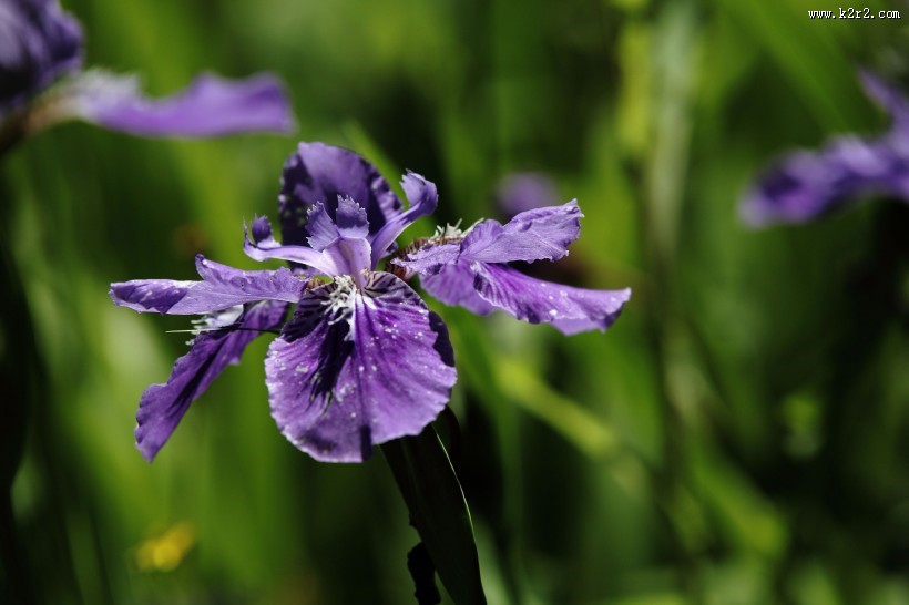 紫色鸢尾花图片