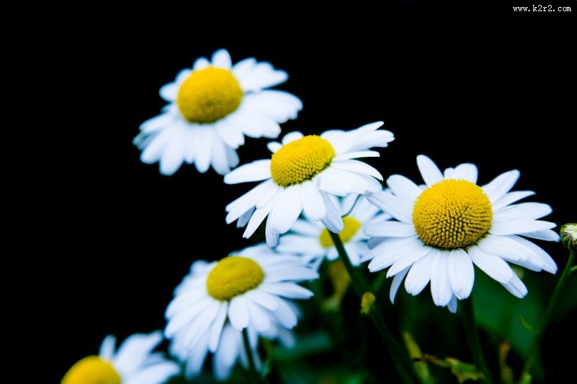 白色雏菊图片