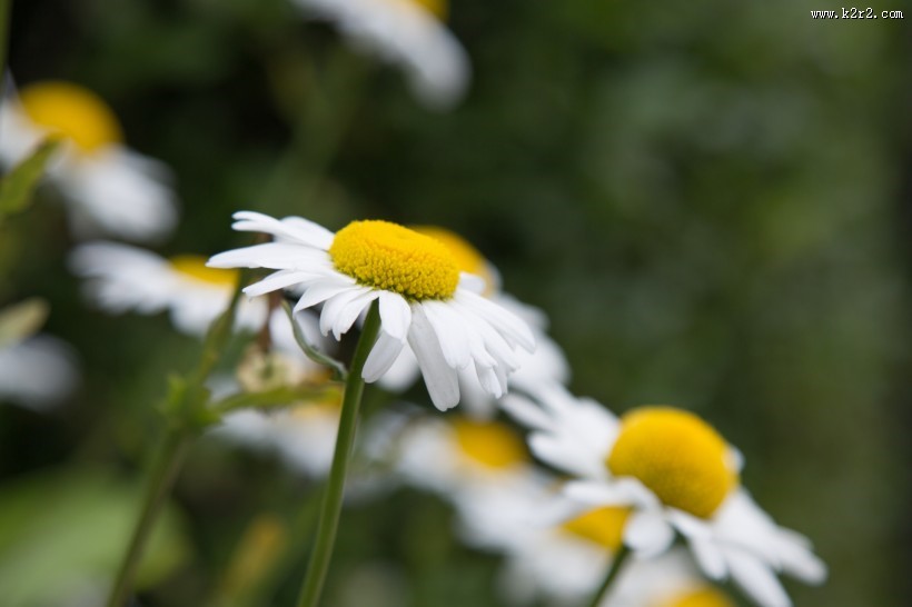 白色雏菊图片