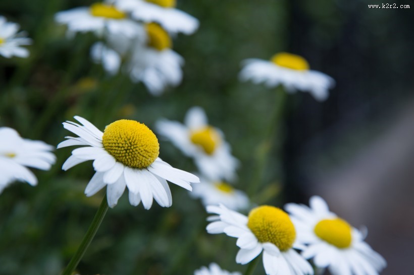 白色雏菊图片