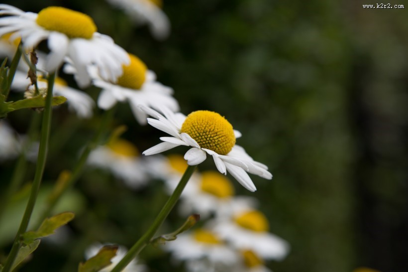 白色雏菊图片