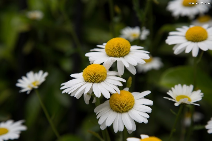白色雏菊图片
