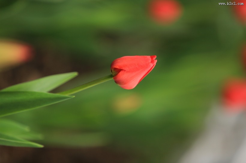唯美鲜花 郁金香图片