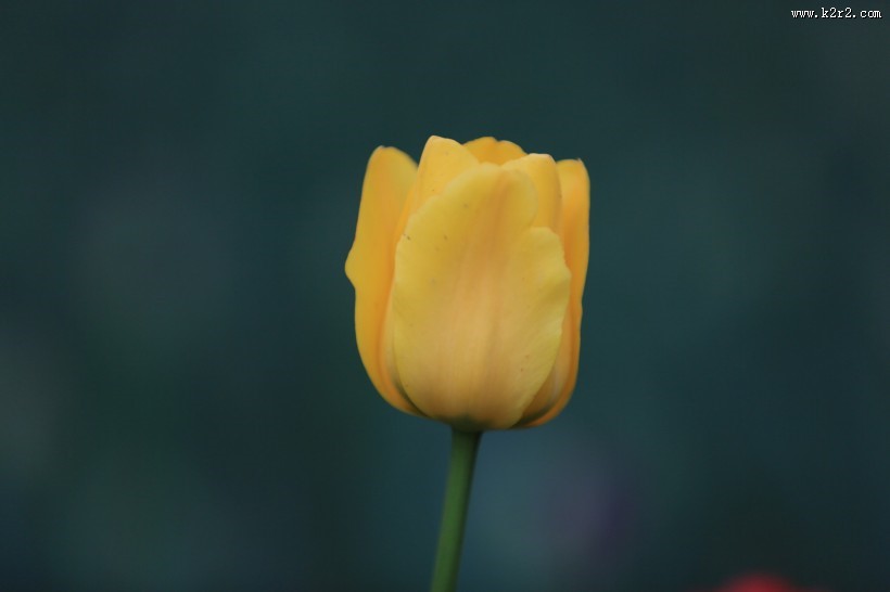 唯美鲜花 郁金香图片