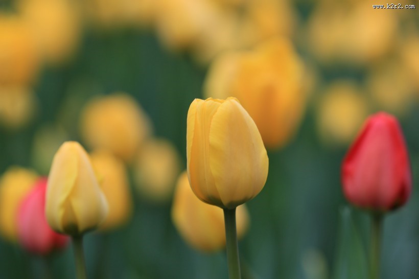 唯美鲜花 郁金香图片