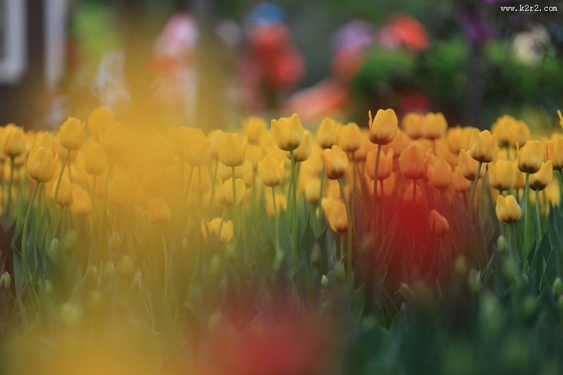 唯美鲜花 郁金香图片