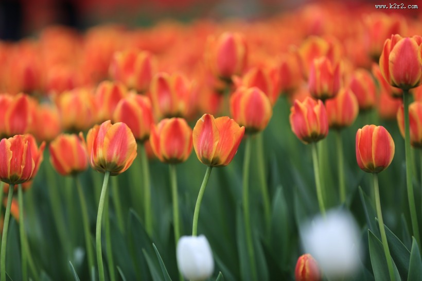 唯美鲜花 郁金香图片