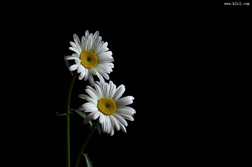 黑底白色菊花图片