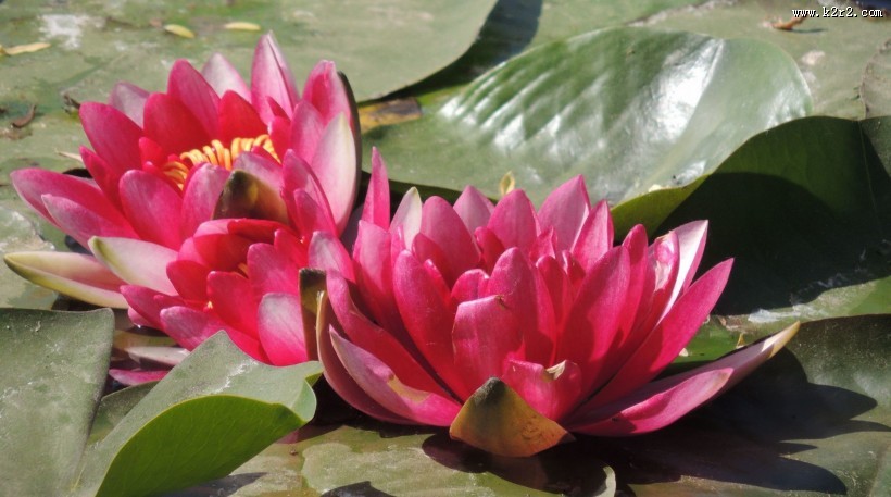 睡莲图片