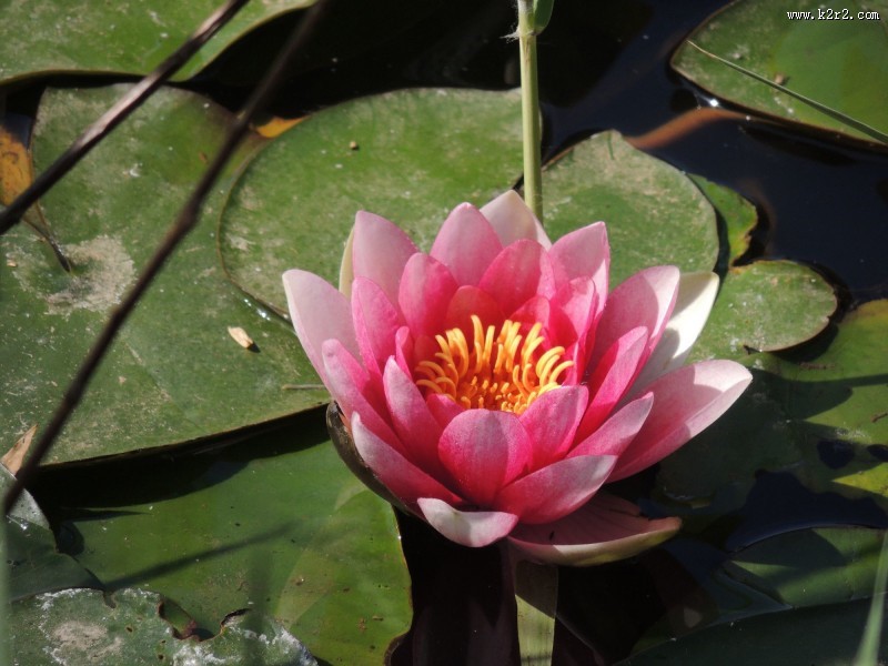 睡莲图片