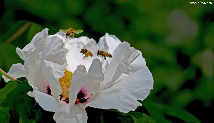 牡丹花图片大全