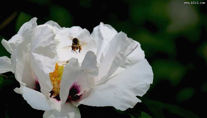 牡丹花图片大全