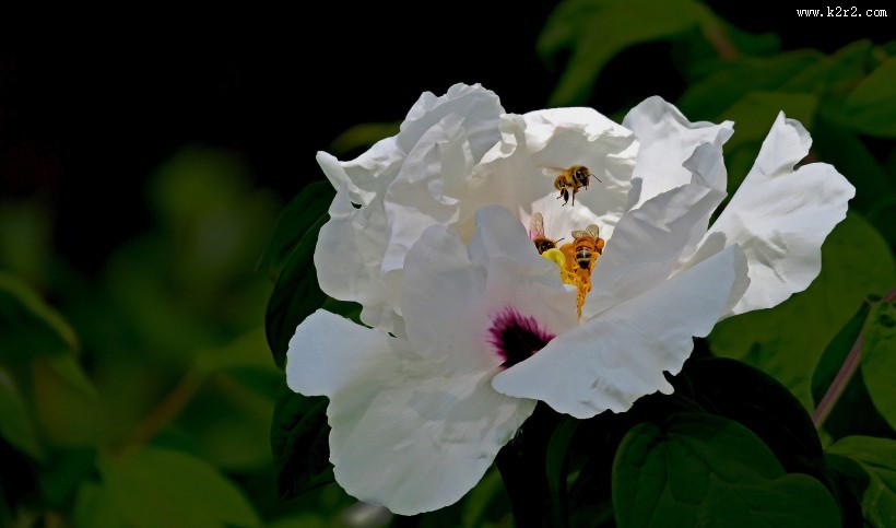 牡丹花图片大全