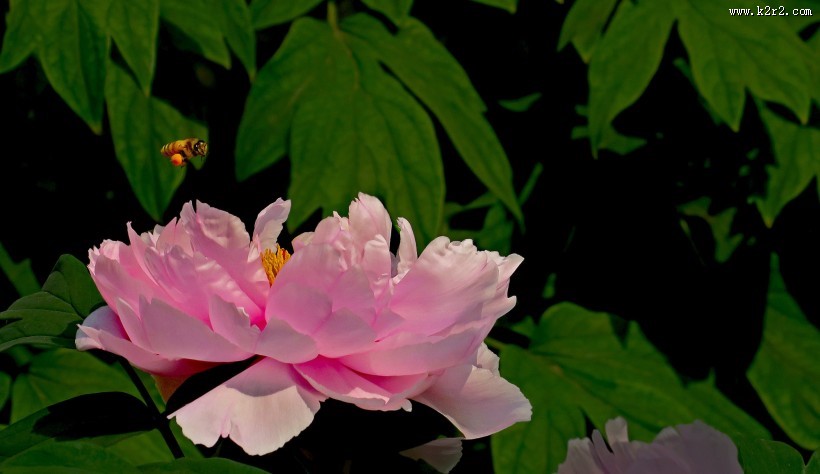 牡丹花图片大全