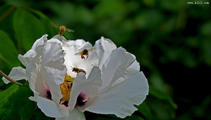 牡丹花图片大全