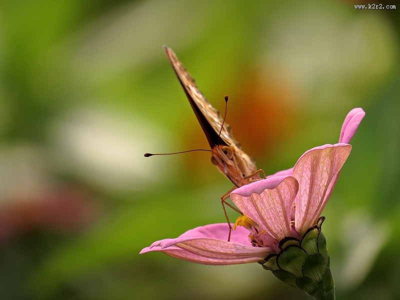 百日草花卉图片