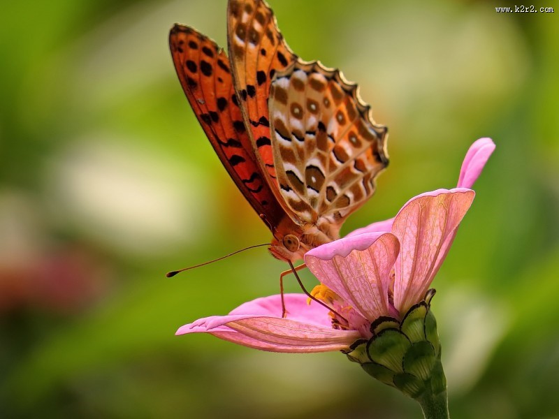 百日草花卉图片