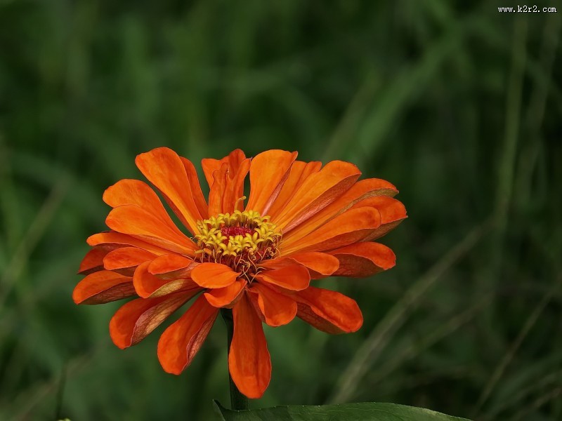 百日草花卉图片