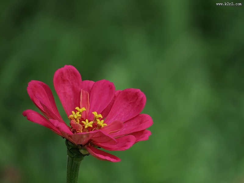 百日草花卉图片