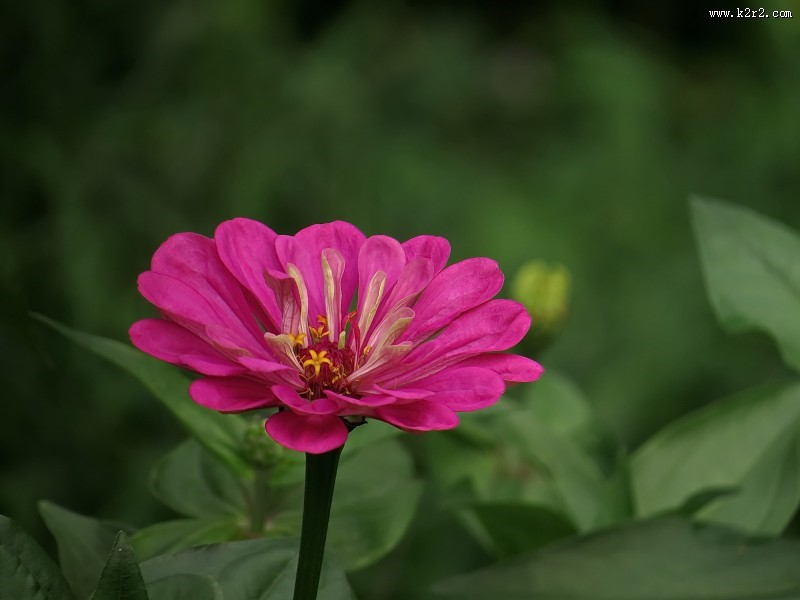 百日草花卉图片