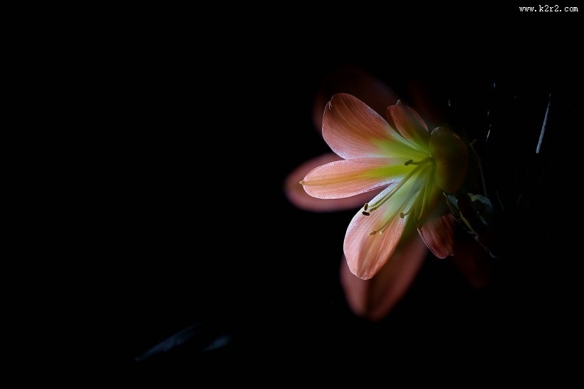 曝光君子兰图片大全