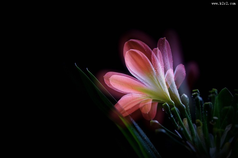 曝光君子兰图片大全